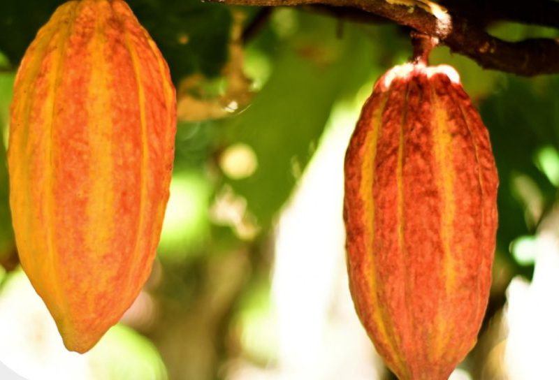 Tangará da Serra vai distribuir 10 mil mudas de cacau em fevereiro