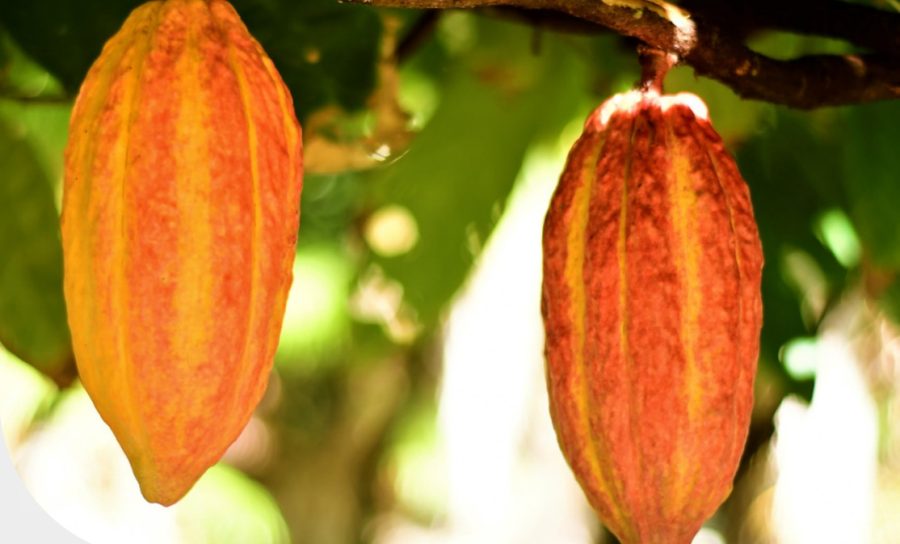 PLANTIO EM FEVEREIRO - Tangará prepara 10 mil mudas de cacau para distribuição aos produtores rurais