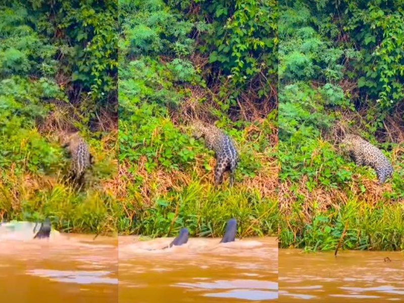 Onça-pintada tenta caçar ariranhas, mas é expulsa por família