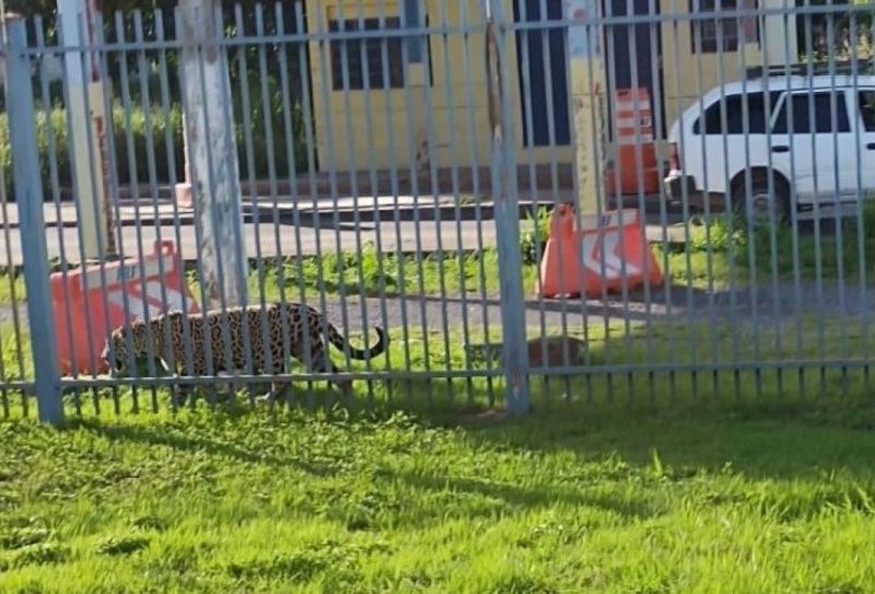 Presença de onças-pintadas chama atenção após quase 20 aparições em áreas residenciais