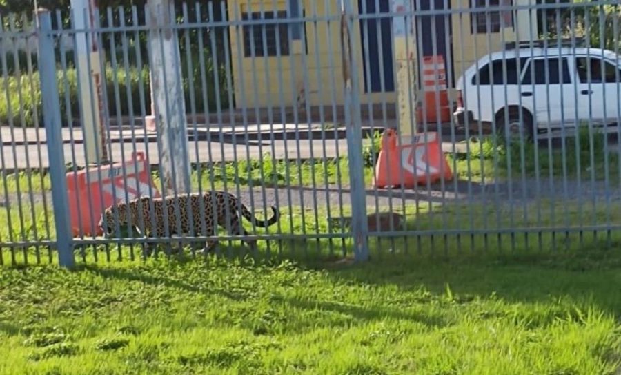 Presença de onças-pintadas chama atenção após quase 20 aparições em áreas residenciais