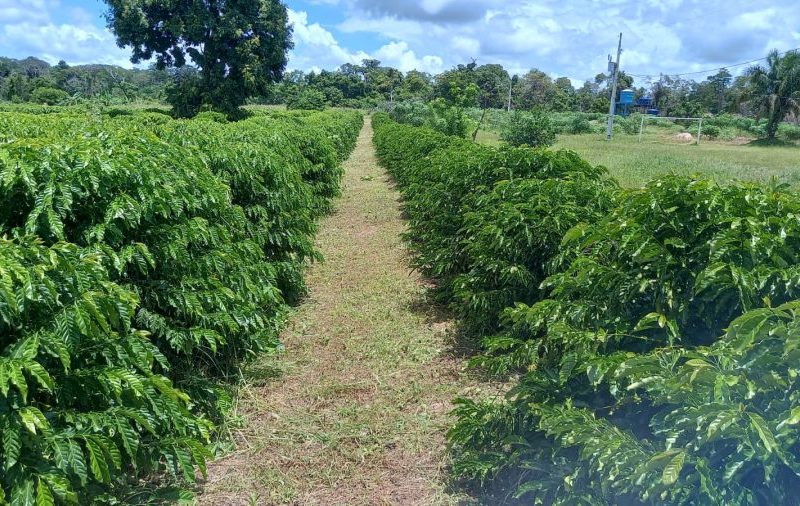 Presos de colônia penal vão produzir mudas de café para comercialização em projeto de capacitação e reintegração