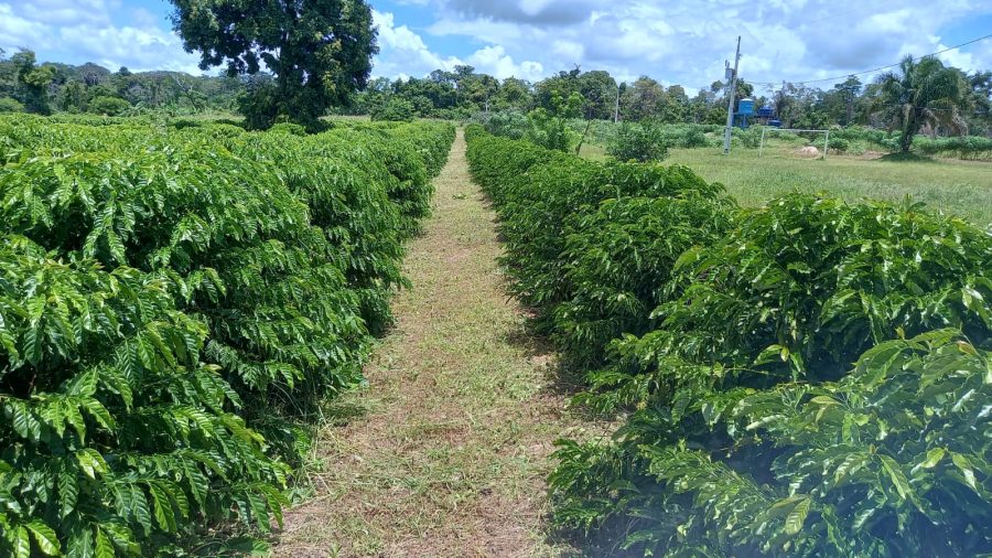 Presos de colônia penal vão produzir mudas de café para comercialização em projeto de capacitação e reintegração