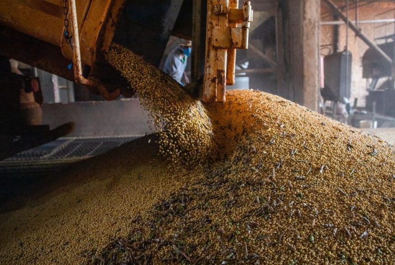 Produção de grãos no Brasil deve crescer 1,4% mesmo com El Niño