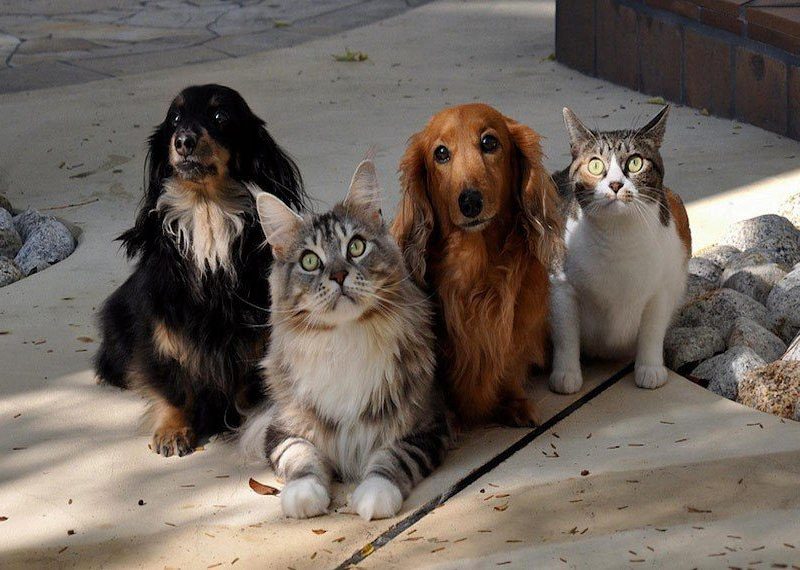 Projeto prevê criação de Censo Animal para cães e gatos em MT