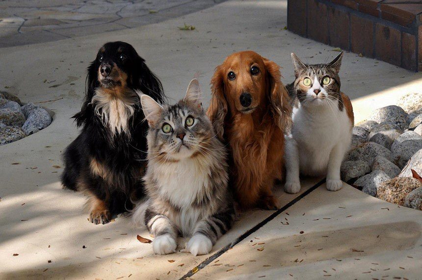 Projeto prevê criação de Censo Animal para cães e gatos em MT