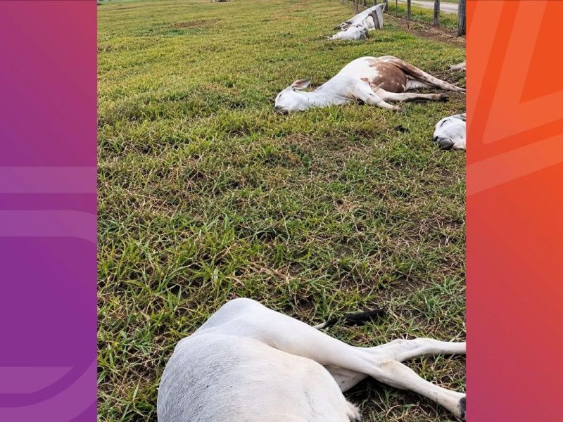 Temporal em Vila Bela da Santíssima Trindade causa estragos e mortes de gado