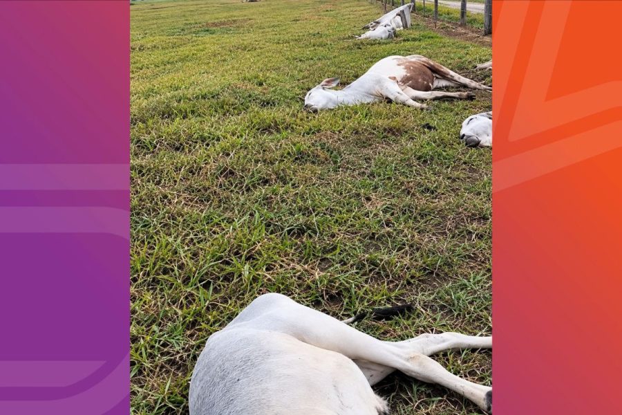 Raio mata 11 cabeças de gado e temporal causa enxurradas e alagamentos em Vila Bela da Santíssima Trindade