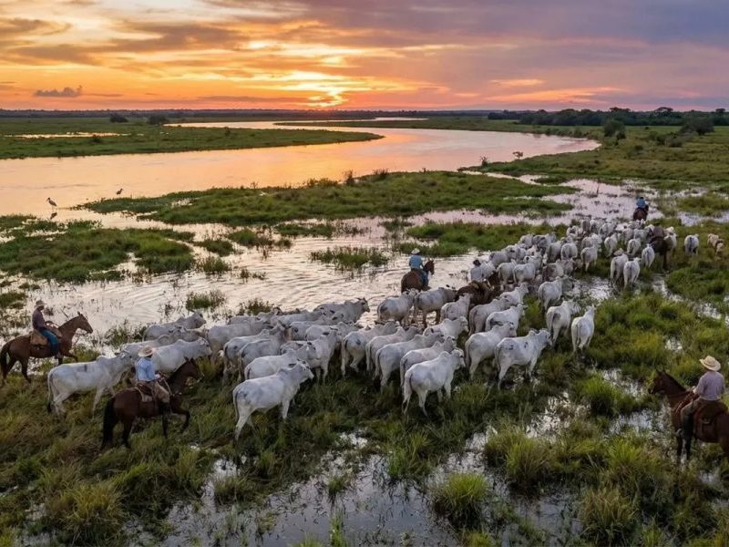 Refúgio de onça-pintada no Pantanal: Produtores Devem responder consulta