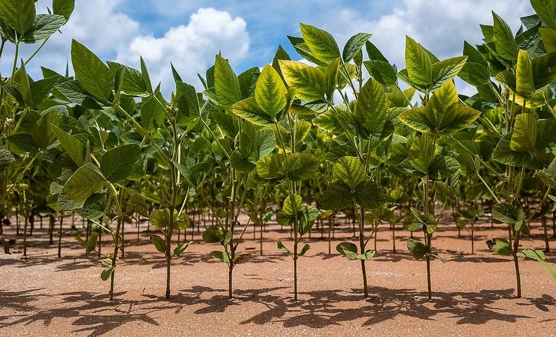 Mato Grosso avança na semeadura de soja para 2026/27
