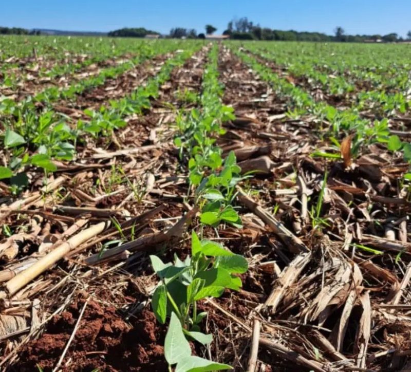 Mato Grosso do Sul registra avanço na safra de soja, mas enfrenta desafios financeiros