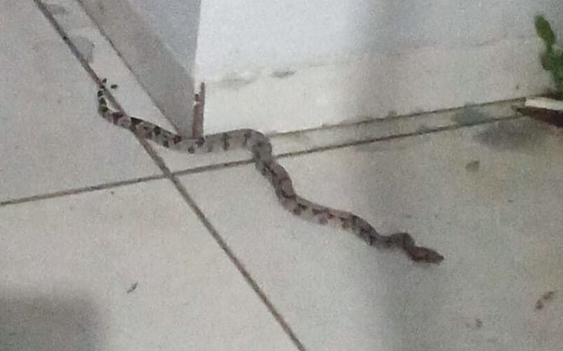 Jiboia é resgatada em canteiro de flores em Alta Floresta