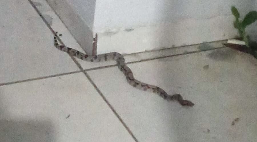 Serpente é encontrada no canteiro de flores em residência em Alta Floresta