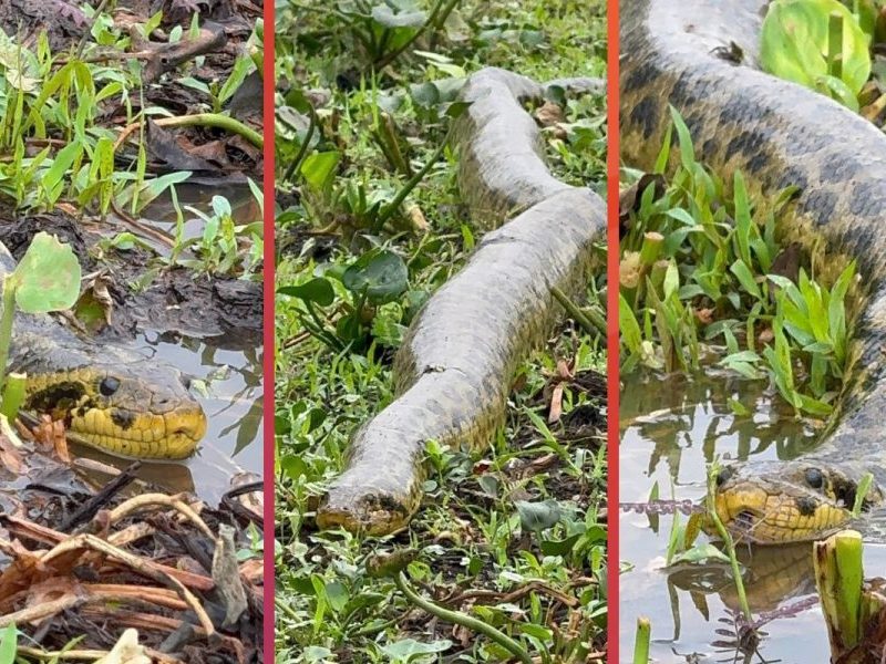 Sucuri de quase 4 metros é flagrada fazendo zigue-zague entre jacarés no Pantanal e surpreende guia: ‘a maior que já vi’
