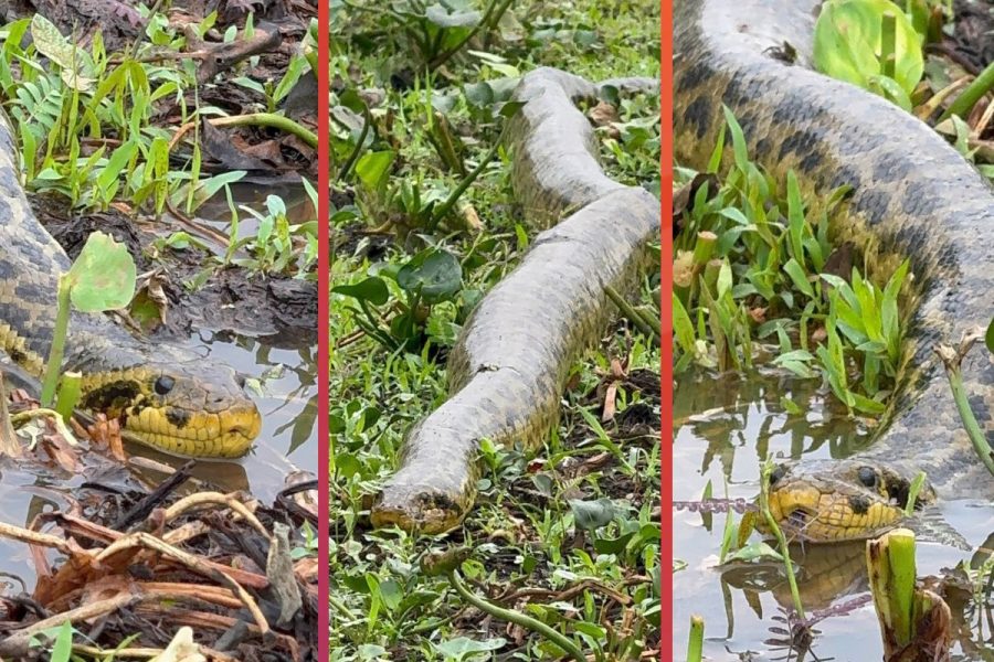 Sucuri de quase 4 metros é flagrada fazendo zigue-zague entre jacarés no Pantanal e surpreende guia: ‘a maior que já vi’