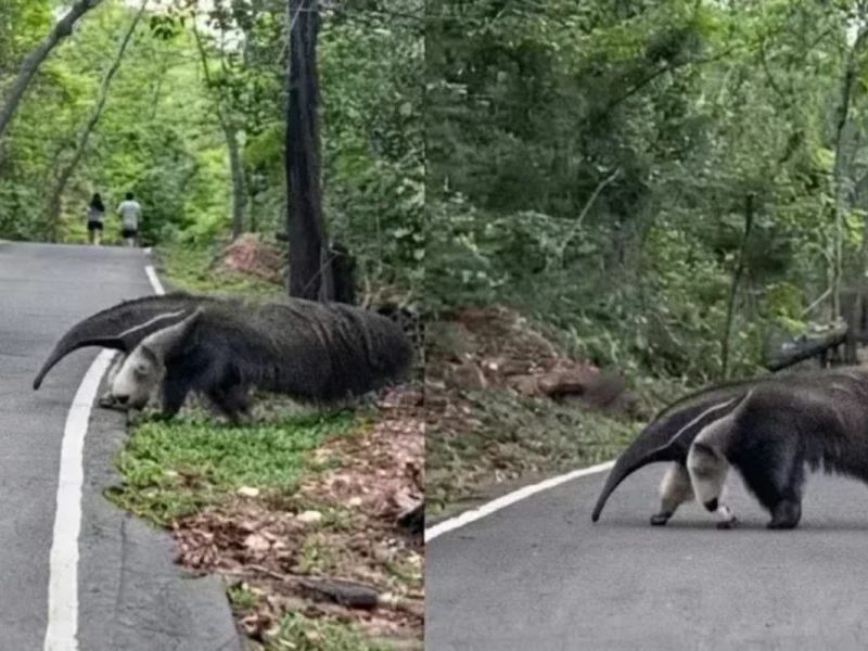 Tamanduá-bandeira é flagrado em trilha de parque em Cuiabá