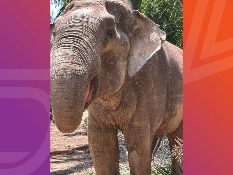 Elefante Sandro surpreende tratador com curioso jeito de se alimentar