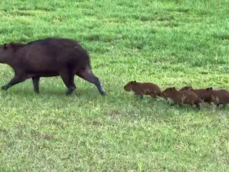 Capivaras filhotes encantam em passeio pelo Pantanal