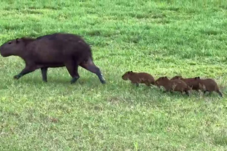 Um, dois, três, quatro! Bebês capivaras seguem mamãe em fila indiana pelo Pantanal
