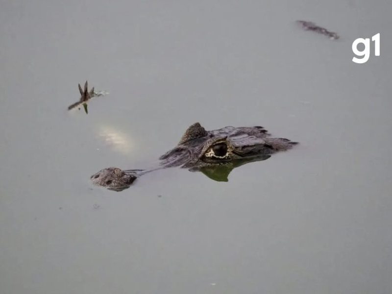 Jacaré é filmado com outro na boca no Pantanal: entenda o canibalismo