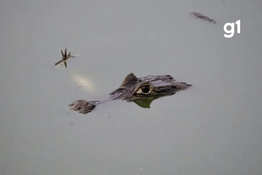 VÍDEO: jacaré é flagrado com corpo de outro na boca no Pantanal de MT; biólogo explica canibalismo