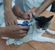 'Narcocat': autoridades da Costa Rica flagram gato contrabandeando drogas para