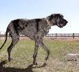 Quase 1 metro de diferença: maior e menor cachorro do